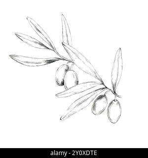 Elegante clipart disegnato a matita di un ramoscello d'oliva con quattro frutti e foglie sottili. Questa illustrazione può essere utilizzata nella progettazione di siti Web, nel branding o come motivo decorativo in confezioni o inviti Foto Stock