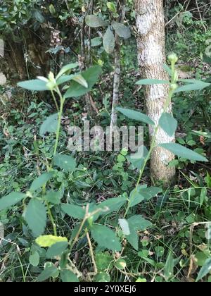 Iuta cubana (Sida rhombifolia) Plantae Foto Stock