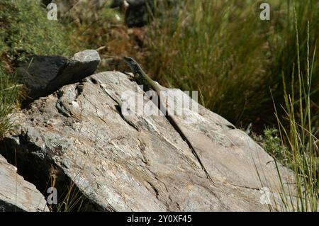 Sierra Nevada Ocellated Lizard (Timon nevadensis) Reptilia Foto Stock