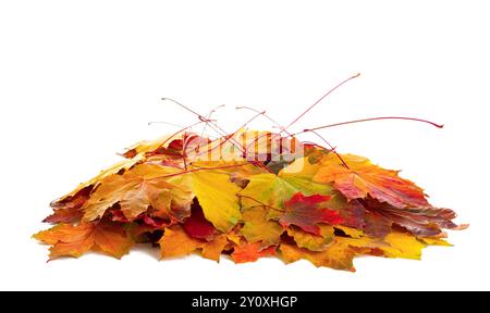 Un mucchio di colorate foglie d'acero autunnali isolate su sfondo bianco. Foto Stock