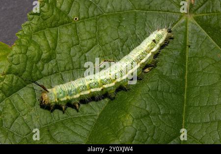 La famiglia Tussock Moth è un grande gruppo. I pilastri caterpillari hanno tipicamente un mantello pesante di capelli irritanti, alcuni con i ciuffi come si vede qui. Foto Stock