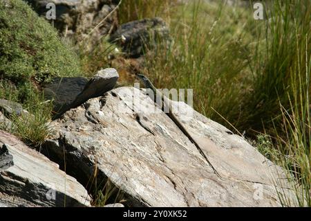 Sierra Nevada Ocellated Lizard (Timon nevadensis) Reptilia Foto Stock