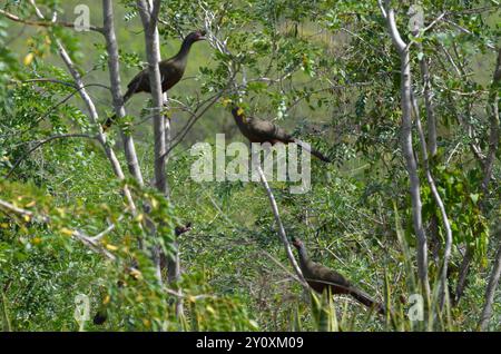 Aves Chachalaca (Ortalis wagleri) con pancia ruvida Foto Stock