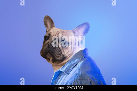 Affascinante Bulldog francese che indossa una giacca in denim su sfondo blu Foto Stock