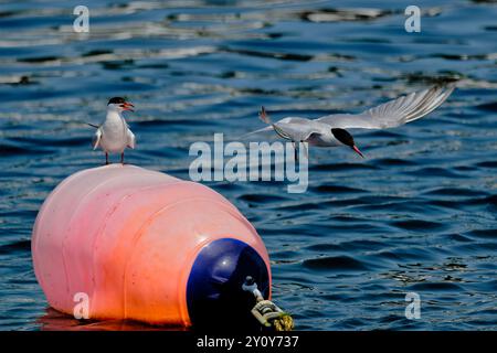 Due Sterne comuni a Bay Bulls Harbour, terranova, Canada Foto Stock