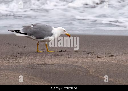 Gabbiano con le gambe gialle sulla spiaggia Foto Stock