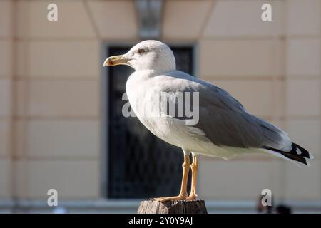 Gabbiano dalle gambe gialle in Italia Foto Stock