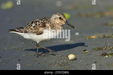 Sanderling e una conchiglia Foto Stock