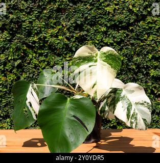 Variegata pianta di monstera deliciosa in una pentola di ceramica in giardino su un tavolo di legno. Foto Stock