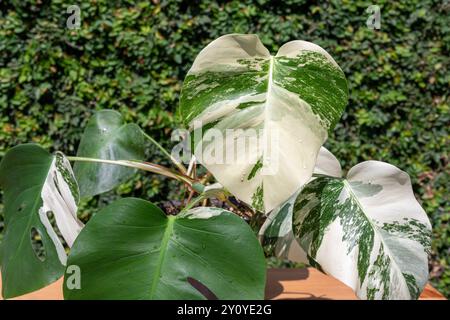 Vista ravvicinata della pianta variegata di Monstera albo Foto Stock