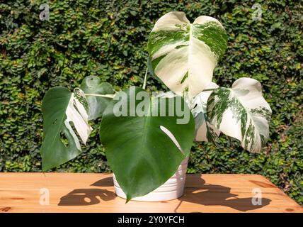 Monstera deliciosa variegata pianta completa in pentola di ceramica bianca Foto Stock