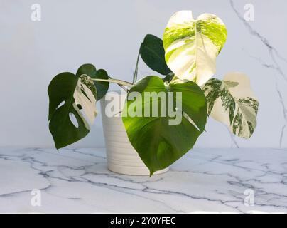 Pianta di monstera variegata in piantatrice di ceramica bianca su fondo di marmo bianco Foto Stock