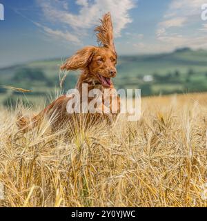 Cocker Spaniel inglese che corre in un campo di grano estivo Foto Stock