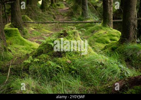 Spaventoso bosco mossy in Inghilterra Foto Stock