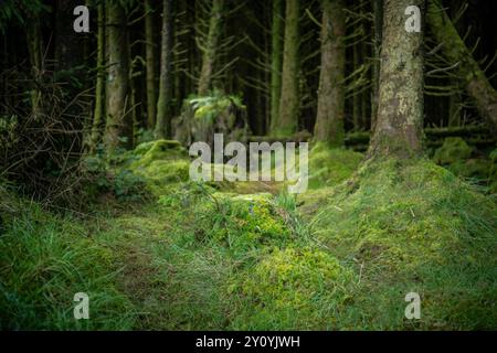Spaventoso bosco mossy in Inghilterra Foto Stock