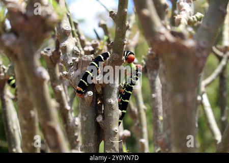 Frangipani Hornworms o anche noto come Rasta caterpillars defoliante alberi in Martinica, Francia Foto Stock