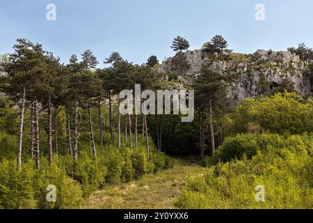 Paesaggio montano con pini e formazioni rocciose carsiche, Slovenia Foto Stock