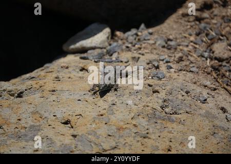 Atlantic lizard (Gallotia atlantica) Foto Stock