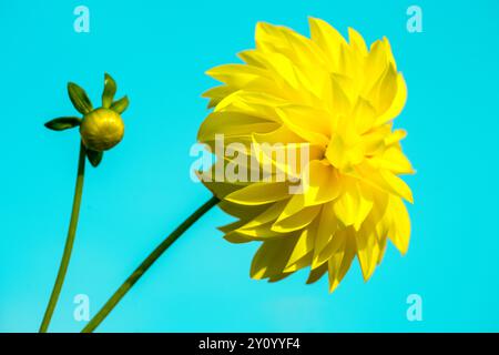 Fiori gialli di una dahlia su sfondo azzurro. Foto Stock