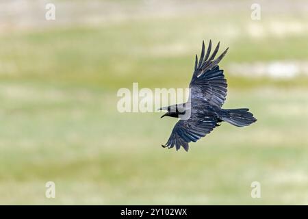 Un Raven del nord ( Corvus corax) che vola e chiama in modo aggressivo. Foto Stock