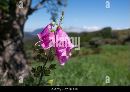 Foxglove cresce sulla Plaine des Cafres con il paesaggio a le Tampon sull'isola di Réunion, Francia Foto Stock