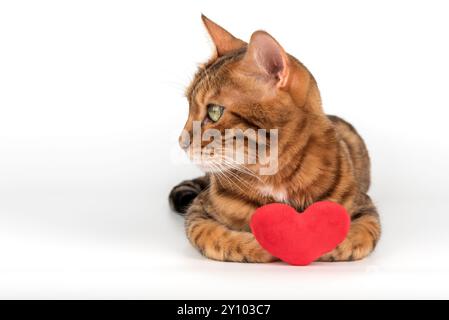 Gatto del Bengala con cuore di peluche rosso isolato su sfondo bianco. Foto Stock