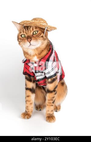 Divertente gatto del bengala in camicia e cappello. Gatto in abiti isolati su bianco. Foto Stock
