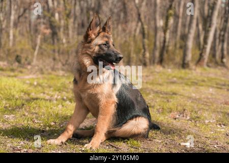 giovane pastore tedesco nel bosco Foto Stock