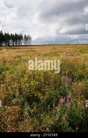 Gli alti Fens vicino a Botrange, Waimes, Vallonia, Belgio. das Hohe Venn nahe Botrange, Waimes, Wallonien, Belgien. Foto Stock