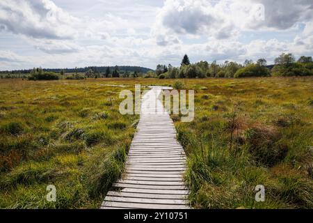 passeggiata sul lungomare del Polleur Fens a Mont Rigi, High Fens, Waimes, Vallonia, Belgio. Bohlenweg im Polleur-Venn am Mont Rigi, Hohes Venn, Waimes, Wallonie Foto Stock