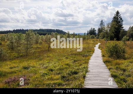 passeggiata sul lungomare del Polleur Fens a Mont Rigi, High Fens, Waimes, Vallonia, Belgio. Bohlenweg im Polleur-Venn am Mont Rigi, Hohes Venn, Waimes, Wallonie Foto Stock