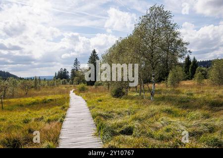 passeggiata sul lungomare del Polleur Fens a Mont Rigi, High Fens, Waimes, Vallonia, Belgio. Bohlenweg im Polleur-Venn am Mont Rigi, Hohes Venn, Waimes, Wallonie Foto Stock