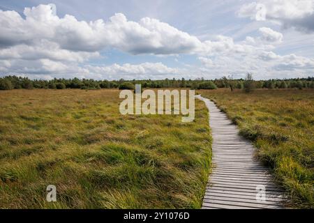 passeggiata sul lungomare del Polleur Fens a Mont Rigi, High Fens, Waimes, Vallonia, Belgio. Bohlenweg im Polleur-Venn am Mont Rigi, Hohes Venn, Waimes, Wallonie Foto Stock