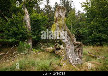I sei faggi (Les Six Hêstres) nella foresta di Lonlou vicino a Hockai nelle alte Fens, Fagne Tîrifaye, Vallonia, Belgio. Gli alberi hanno più di 250 anni Foto Stock