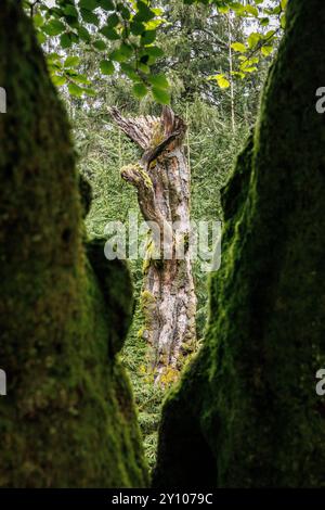I sei faggi (Les Six Hêstres) nella foresta di Lonlou vicino a Hockai nelle alte Fens, Fagne Tîrifaye, Vallonia, Belgio. Gli alberi hanno più di 250 anni Foto Stock