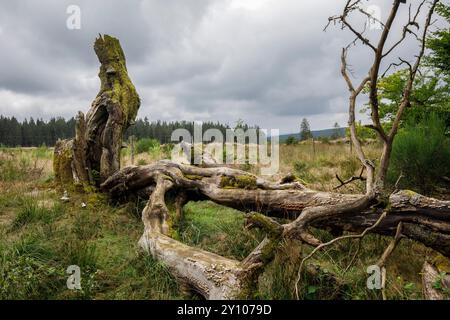 I sei faggi (Les Six Hêstres) nella foresta di Lonlou vicino a Hockai nelle alte Fens, Fagne Tîrifaye, Vallonia, Belgio. Gli alberi hanno più di 250 anni Foto Stock