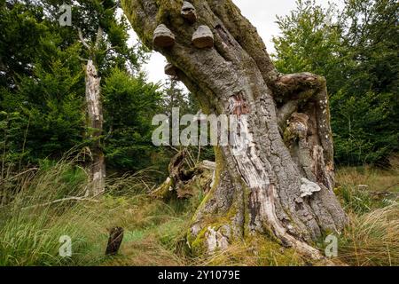 I sei faggi (Les Six Hêstres) nella foresta di Lonlou vicino a Hockai nelle alte Fens, Fagne Tîrifaye, Vallonia, Belgio. Gli alberi hanno più di 250 anni Foto Stock