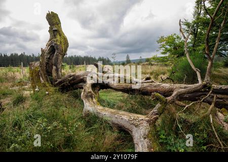 I sei faggi (Les Six Hêstres) nella foresta di Lonlou vicino a Hockai nelle alte Fens, Fagne Tîrifaye, Vallonia, Belgio. Gli alberi hanno più di 250 anni Foto Stock