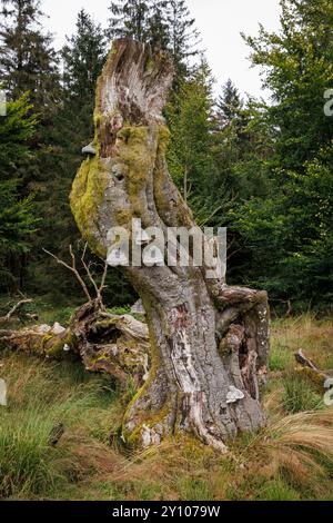 I sei faggi (Les Six Hêstres) nella foresta di Lonlou vicino a Hockai nelle alte Fens, Fagne Tîrifaye, Vallonia, Belgio. Gli alberi hanno più di 250 anni Foto Stock