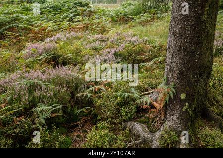 Le alte Fens, erica fiorita, felce e alberi, Waimes, Vallonia, Belgio. das alti Venn, bluehendes Heidekraut, Farn und Baum, Waimes, Wallonien, essere Foto Stock