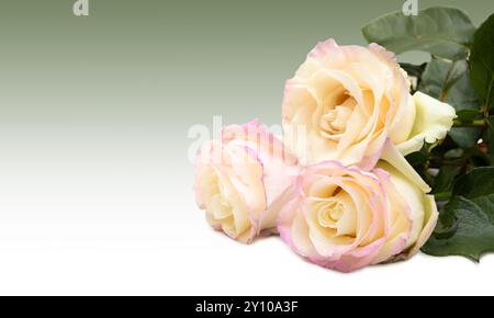 Eleganti rose bianche con delicate sfumature rosa isolate su sfondo verde sfumato Foto Stock