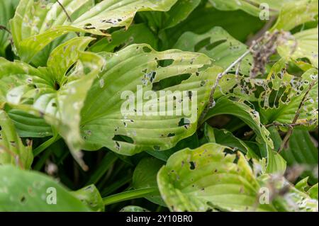 Una lumaca e una lumaca hanno mangiato Hosta in un giardino inglese Foto Stock