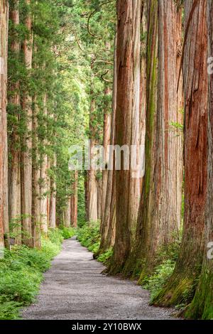 Santuario Togakushi a Nagano, Giappone, con sentiero alberato di cedri. Foto Stock