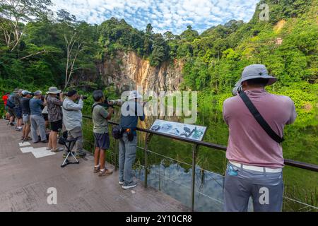 Gruppo di appassionati fotografi di fauna selvatica che scattano foto dell'aquila bianca in azione, tuffati in acqua per catturare i pesci. Singapore. Foto Stock