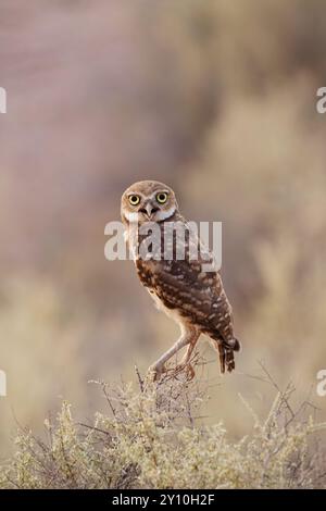 Gufo scavatore arroccato su Bush Foto Stock