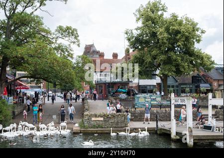 Persone cigni oche e anatre si riunirono vicino al molo d'imbarco delle navi da crociera sul fiume Tamigi Windsor Berkshire Inghilterra Regno Unito Foto Stock