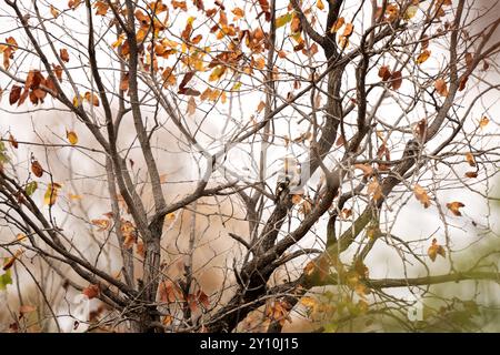 L'hoopoe africano si nasconde nell'albero. Upupa africana durante il safari nel parco nazionale Kruger. Hoopoe è seduto sul ramo autunnale. Foto Stock