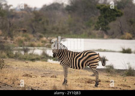 Zebre delle pianure vicino alla diga d'acqua. Zebre durante il safari nel parco nazionale Kruger. Tipico animale delle pianure africane. Foto Stock