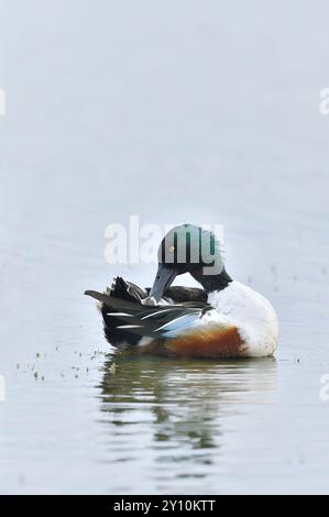 Shoveler (Anas clypeata) drake Bird Preening, Caerlaverock, Wildfowl and Wetlands Trust Reserve, Dumfries-shire, Scozia, marzo. Foto Stock