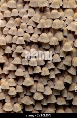 Trooping Crumble fungi (Coprinus disseminatus) noti anche come Fairy Ink-cap e Fairies Bonnet, ammasso che cresce sul ceppo di olmo wych in decomposizione. Foto Stock